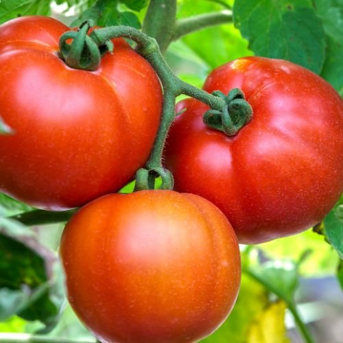 Tomato